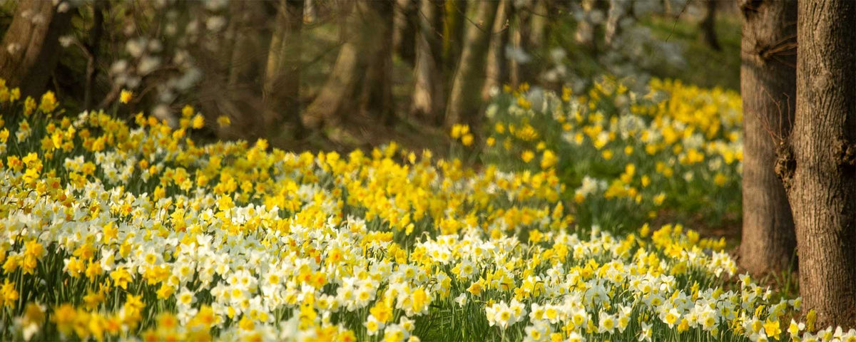 The best daffodil walks this Spring