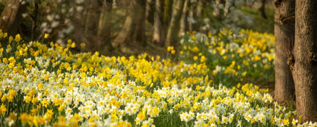 The best daffodil walks this Spring