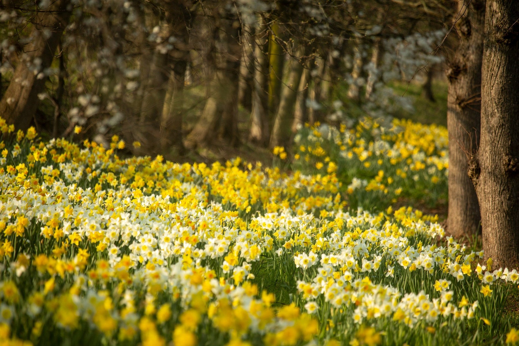 The best daffodil walks this Spring