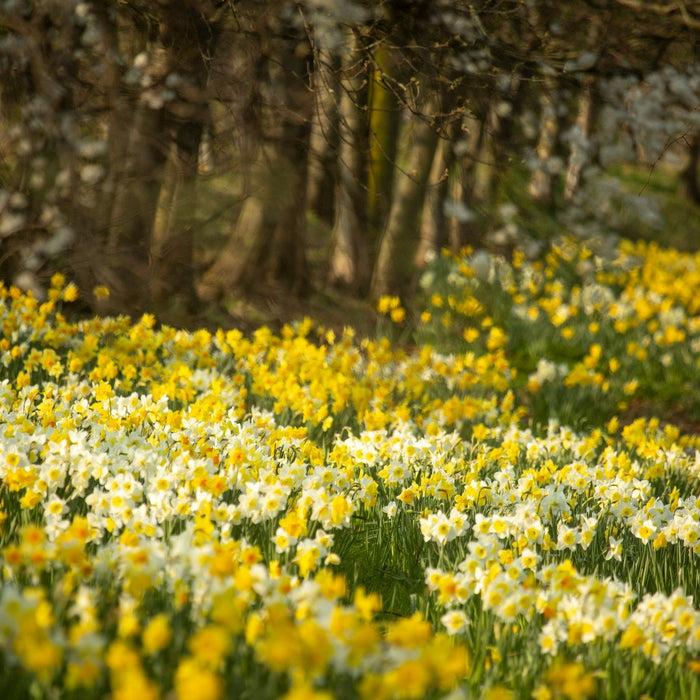 The best daffodil walks this Spring