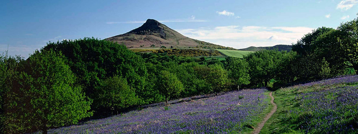 View of Roseberry Topping with purple flowers in the foreground. Photo credit Mike Kipling.